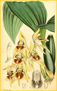 a   .  ( Coelogyne fuscescens var. brunnea ) Curtis's Botanical Magazine (1865)