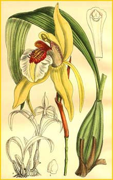 a   ( Coelogyne lawrenceana ) Curtis's Botanical Magazine (1907)