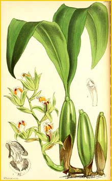 a   ( Coelogyne lentiginosa ) Curtis's Botanical Magazine (1872)