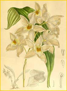 a   ( Coelogyne mooreana ) Curtis's Botanical Magazine (1909)