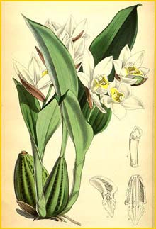 a   ( Coelogyne nervosa ) Curtis's Botanical Magazine (1866)