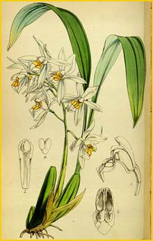 a   ( Coelogyne nitida ) Curtis's Botanical Magazine (1852)