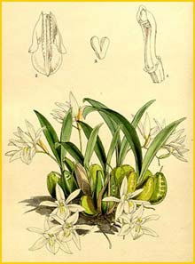 a   ( Coelogyne odoratissima ) Curtis's Botanical Magazine (1864)