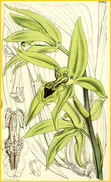 a   ( Coelogyne pandurata ) Curtis's Botanical Magazine (1858)