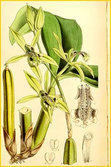 a   ( Coelogyne parishii ) Curtis's Botanical Magazine (1862)