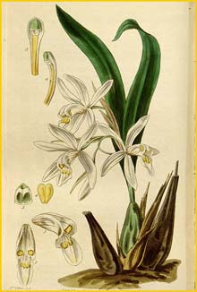 a   .  ( Coelogyne punctulata f. punctulata ) Curtis's Botanical Magazine (1840)