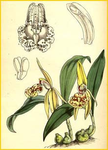 a   ( Coelogyne schilleriana ) Curtis's Botanical Magazine (1858)