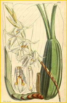 a   ( Coelogyne stricta ) Curtis's Botanical Magazine (1857)
