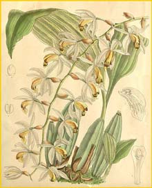 a   ( Coelogyne swaniana ) Curtis's Botanical Magazine (1898)