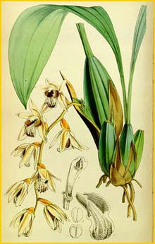 a   ( Coelogyne testacea ) Curtis's Botanical Magazine (1854)