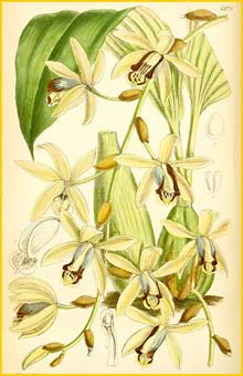 a   ( Coelogyne tomentosa ) Curtis's Botanical Magazine (1888)