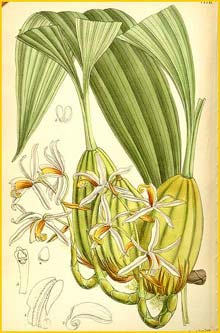 a  ( Coelogyne trinervis ) Curtis's Botanical Magazine