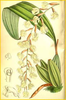 a  ( Coelogyne veitchii ) Curtis's Botanical Magazine (1901)