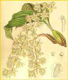a  ( Coelogyne venusta ) Curtis's Botanical Magazine (1909)