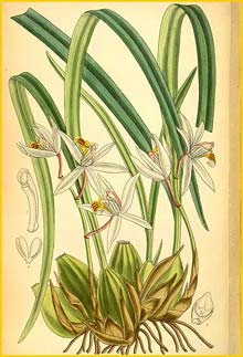 a  ( Coelogyne viscosa ) Curtis's Botanical Magazine (1888)
