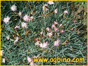   ( Dianthus caryophyllus )