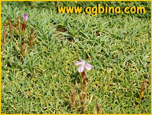   ( Dianthus erinaceus )