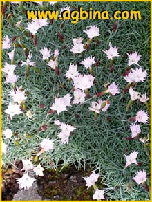   ( Dianthus preobrazhenskii )