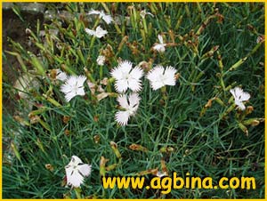   ( Dianthus pubescens )