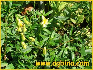   .  ( Digitalis lutea ssp. australis )