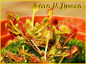   ( Drosera rotundifolia )