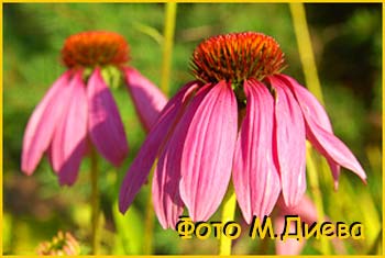   (Echinacea purpurea)