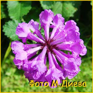   ( Betonica grandiflora )