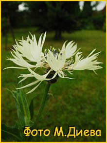   ( Centaurea fischeri )