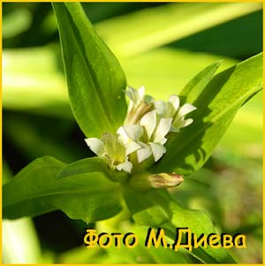    ( Gentiana hymalaica )