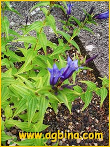   ( Gentiana purpurea )