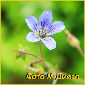   .  (Geranium albiflorum f. lilacinum)