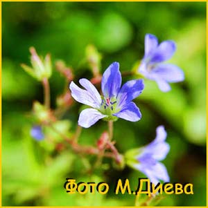   .  (Geranium albiflorum f. lilacinum)
