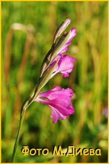   (Gladiolus communis)