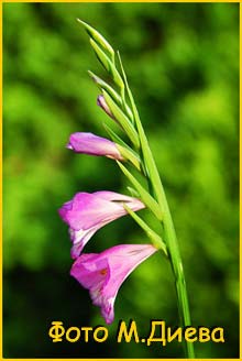    ( Gladiolus imbricatus / rossicus  / tenuis / galiciensis / neglectus )