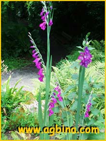    ( Gladiolus imbricatus / rossicus  / tenuis / galiciensis / neglectus )