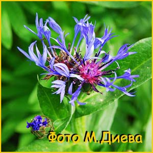   ( Centaurea montana )