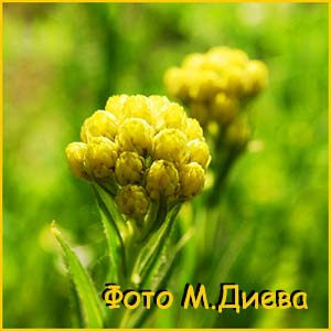   (Helichrysum graveolens)