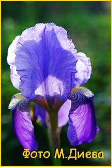     ( Iris germanica )