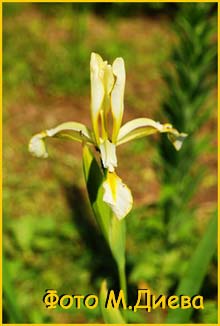   (Iris halophila)