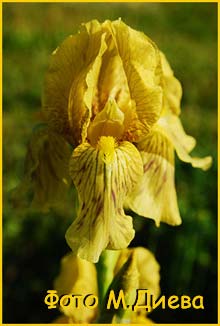     ( Iris imbricata / sulphurea )