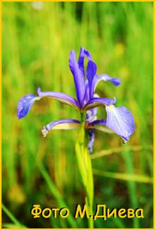   ( Iris machovii )