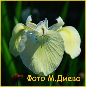    (Iris pseudacorus f. albiflorus)