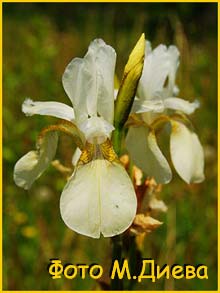    ( Iris sibirica f. alba )
