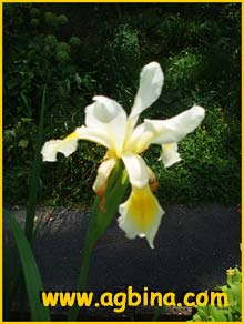   .  ( Iris spuria ssp. ochroleuca )