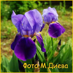   ( Iris trojanii )