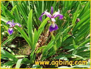   ( Iris versicolor )