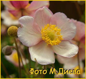   ( Anemone japonica / hupehensis )