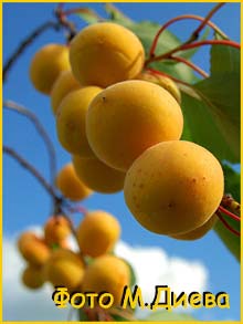   ( Prunus / Armeniaca sibirica )   ,  