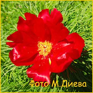   ( Paeonia tenuifolia )