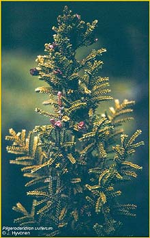    ( Pilgerodendron uviferum )